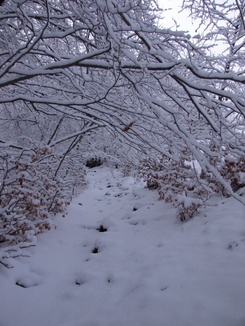 bosco innevato